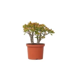 Crassula sukkulent plante - Crassula ovata 'Sunset' - Højde 45-50cm - ⌀23cm