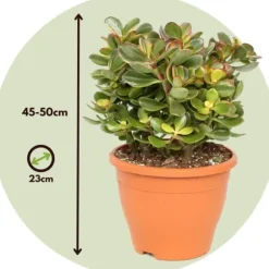 Crassula sukkulent plante - Crassula ovata 'Sunset' - Højde 45-50cm - ⌀23cm