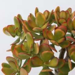 Crassula sukkulent plante - Crassula ovata 'Sunset' - Højde 45-50cm - ⌀23cm