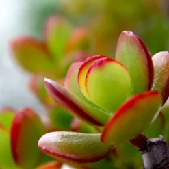 Crassula sukkulent plante - Crassula ovata 'Sunset' - Højde 45-50cm - ⌀23cm