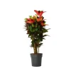 Croton - Codiaeum variegatum 'Mrs. Iceton' - Højde 90-100cm - Potte 27cm