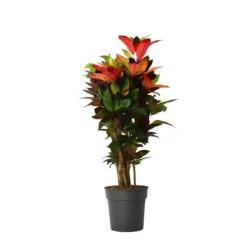 Croton - Codiaeum variegatum 'Mrs. Iceton' - Højde 90-100cm - Potte 27cm