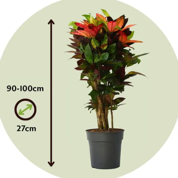Croton - Codiaeum variegatum 'Mrs. Iceton' - Højde 90-100cm - Potte 27cm