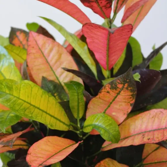 Croton - Codiaeum variegatum 'Mrs. Iceton' - Højde 90-100cm - Potte 27cm