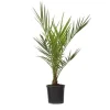 Daddelpalme - Phoenix canariensis - Højde 50-60cm - ⌀15cm