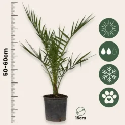 Daddelpalme - Phoenix canariensis - Højde 50-60cm - ⌀15cm