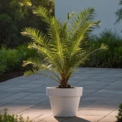 Daddelpalme - Phoenix canariensis - Højde 50-60cm - ⌀15cm