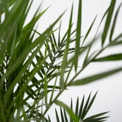 Daddelpalme - Phoenix canariensis - Højde 50-60cm - ⌀15cm