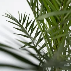 Daddelpalme - Phoenix canariensis - Højde 50-60cm - ⌀15cm