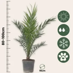 Daddelpalme - Phoenix canariensis - Højde 80-100cm - ⌀19cm