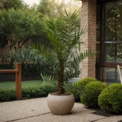 Daddelpalme - Phoenix canariensis - Højde 80-100cm - ⌀19cm