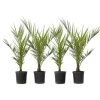 Daddelpalme - Sæt med 4 - Phoenix canariensis - Højde 50-60cm - ⌀15cm