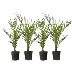 Daddelpalme - Sæt med 4 - Phoenix canariensis - Højde 50-60cm - ⌀15cm