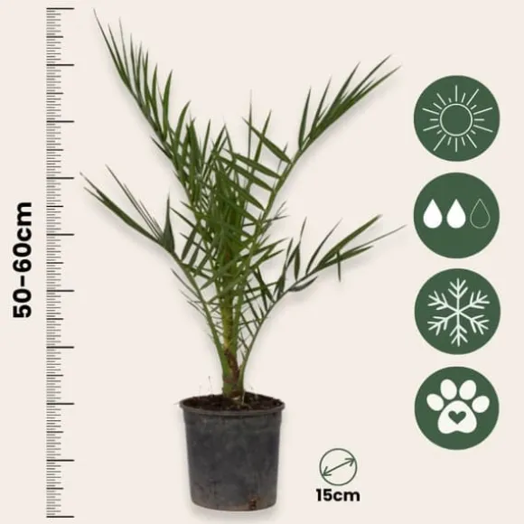 Daddelpalme - Sæt med 4 - Phoenix canariensis - Højde 50-60cm - ⌀15cm
