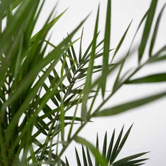 Daddelpalme - Sæt med 4 - Phoenix canariensis - Højde 50-60cm - ⌀15cm