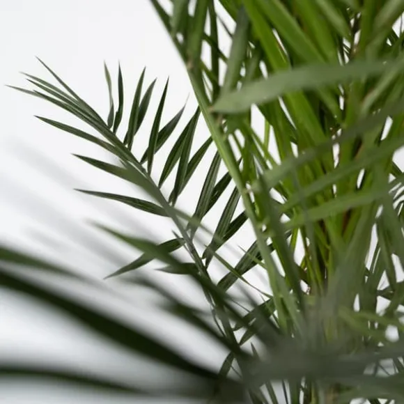 Daddelpalme - Sæt med 4 - Phoenix canariensis - Højde 50-60cm - ⌀15cm