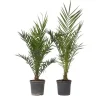 Daddelpalme - Sæt med 2 - Phoenix canariensis - Højde 80-100cm - ⌀19cm