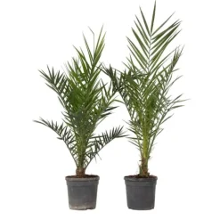 Daddelpalme - Sæt med 2 - Phoenix canariensis - Højde 80-100cm - ⌀19cm