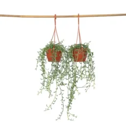 Delfin på snor - Sæt med 2 - Senecio peregrinus - Højde 10-20cm - ⌀12cm