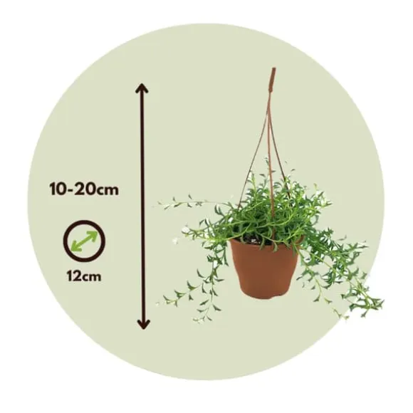 Delfin på snor - Sæt med 2 - Senecio peregrinus - Højde 10-20cm - ⌀12cm