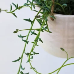 Delfin på snor - Sæt med 2 - Senecio peregrinus - Højde 10-20cm - ⌀12cm