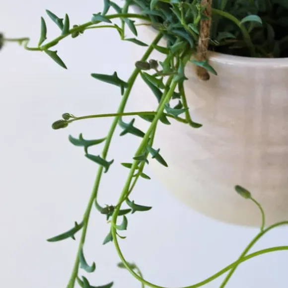 Delfin på snor - Sæt med 2 - Senecio peregrinus - Højde 10-20cm - ⌀12cm