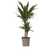Drageplante - Dracaena Deremensis 'Warneckei' - Højde 60-70cm - ⌀17cm