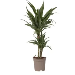 Drageplante - Dracaena Deremensis 'Warneckei' - Højde 60-70cm - ⌀17cm