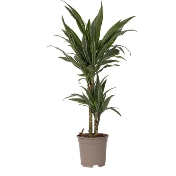 Drageplante - Dracaena Deremensis 'Warneckei' - Højde 60-70cm - ⌀17cm