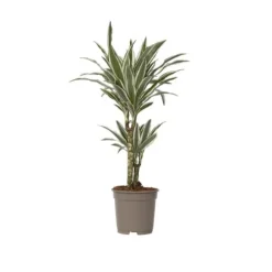 Drageplante - Dracaena deremensis 'White Stripe' - Højde 60-70cm - ⌀17cm