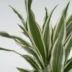 Drageplante - Dracaena deremensis 'White Stripe' - Højde 60-70cm - ⌀17cm