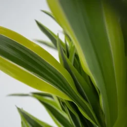 Drageplante - Dracaena deremensis 'Lemon Lime' - Højde 60-70cm - ⌀17cm