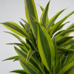 Drageplante - Dracaena deremensis 'Lemon Lime' - Højde 60-70cm - ⌀17cm