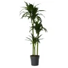Drageplante - Dracaena deremensis 'Janet Craig' - Højde 140-150cm - ⌀24cm