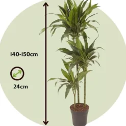 Drageplante - Dracaena deremensis 'Janet Craig' - Højde 140-150cm - ⌀24cm