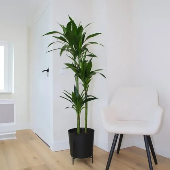 Drageplante - Dracaena deremensis 'Janet Craig' - Højde 140-150cm - ⌀24cm