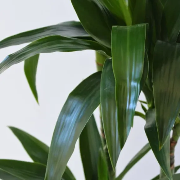 Drageplante - Dracaena deremensis 'Janet Craig' - Højde 140-150cm - ⌀24cm