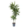 Drageplante - Dracaena fragrans 'Cintho' - Højde 140-150cm - ⌀24cm