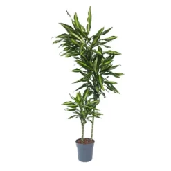 Drageplante - Dracaena fragrans 'Cintho' - Højde 140-150cm - ⌀24cm