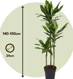 Drageplante - Dracaena fragrans 'Cintho' - Højde 140-150cm - ⌀24cm