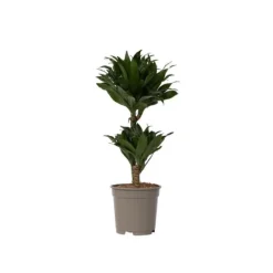 Drageplante - Dracaena surculosa - Højde 50-65cm - ⌀17cm