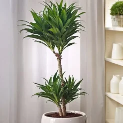 Drageplante - Dracaena surculosa - Højde 50-65cm - ⌀17cm