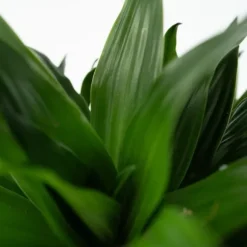Drageplante - Dracaena surculosa - Højde 50-65cm - ⌀17cm