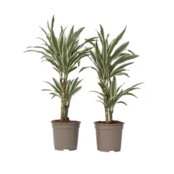 Drageplante - Sæt 2 - Dracaena deremensis 'White Stripe' - Højde 60-70cm - ⌀17cm