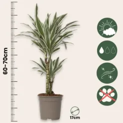 Drageplante - Sæt 2 - Dracaena deremensis 'White Stripe' - Højde 60-70cm - ⌀17cm
