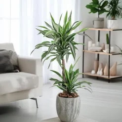 Drageplante - Sæt 2 - Dracaena deremensis 'White Stripe' - Højde 60-70cm - ⌀17cm