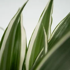 Drageplante - Sæt 2 - Dracaena deremensis 'White Stripe' - Højde 60-70cm - ⌀17cm