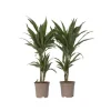 Drageplante - Sæt 2 - Dracaena Deremensis 'Warneckei' - Højde 60-70cm - ⌀17cm