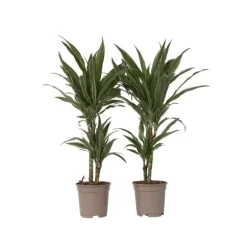 Drageplante - Sæt 2 - Dracaena Deremensis 'Warneckei' - Højde 60-70cm - ⌀17cm