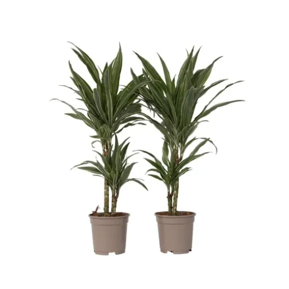 Drageplante - Sæt 2 - Dracaena Deremensis 'Warneckei' - Højde 60-70cm - ⌀17cm